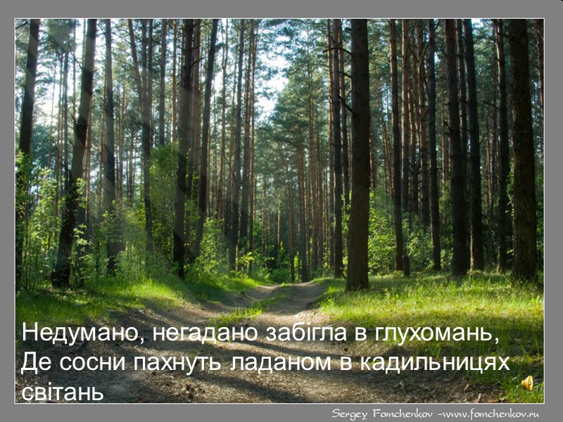 Недумано, негадано забігла в глухомань, Де сосни пахнуть ладаном в кадильницях світань